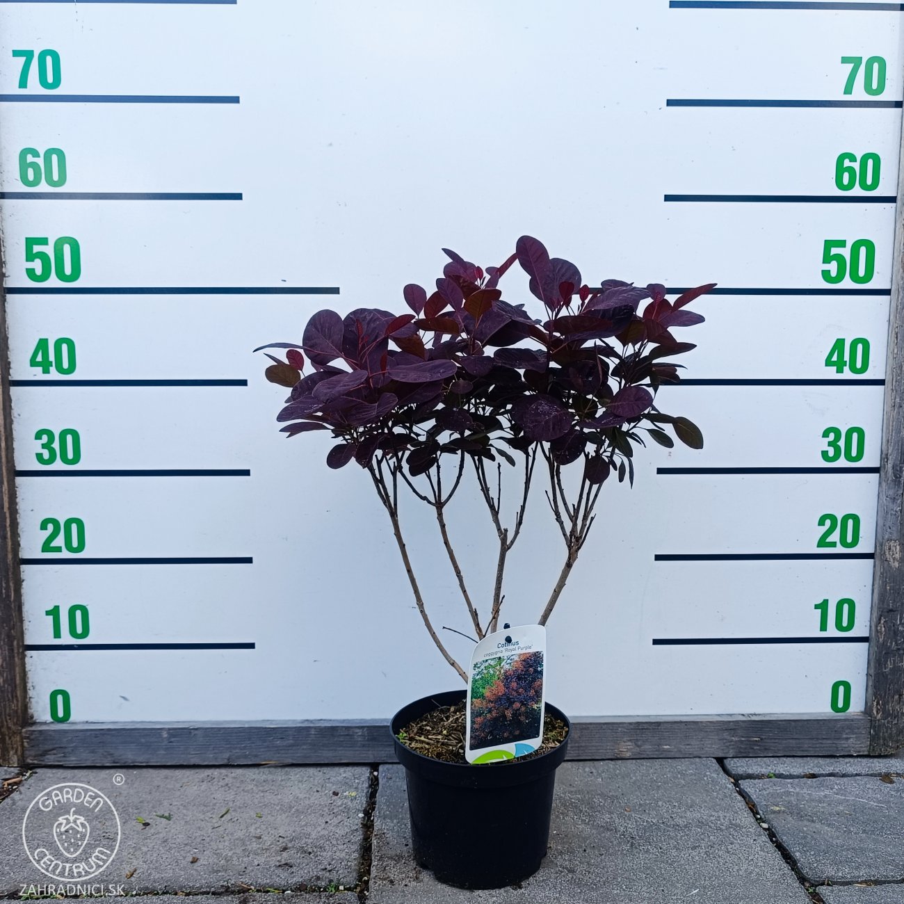 Obrázok Škumpa vlasatá (Cotinus coggygria) ´ROYAL PURPLE´- výška 40-60 cm, kont. C2L